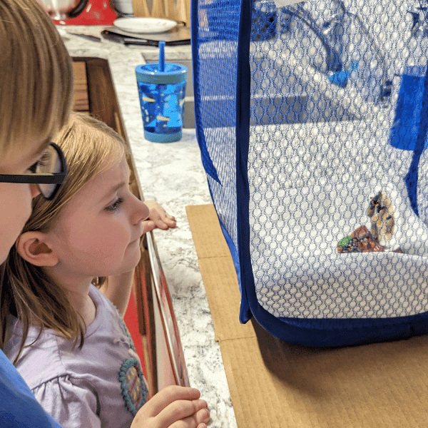 learning about the life cycle of a butterfly with Sonlight's Butterfly Unit Study kit for homeschool