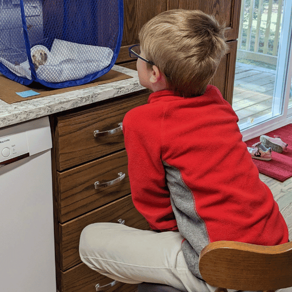 observing butterflies is a great butterfly life cycle activity for homeschool