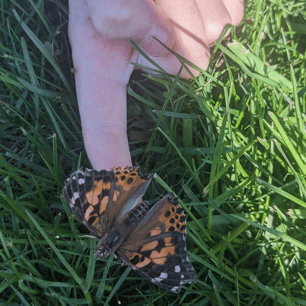 child holding an adult butterfly