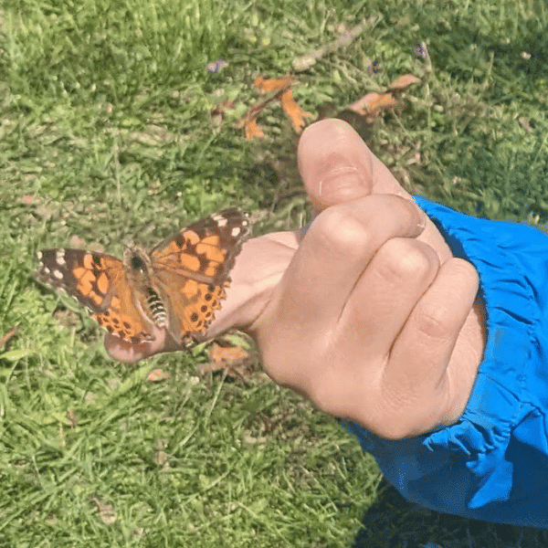 child holding butterfly
