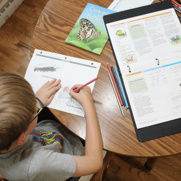 child working on a lapbook and learning about the life cycle of a butterfly with Sonlight's Butterfly Unit Study kit for homeschool